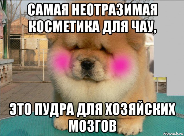 самая неотразимая косметика для чау, это пудра для хозяйских мозгов, Мем Сегодня макияж  отдельный вид искусства