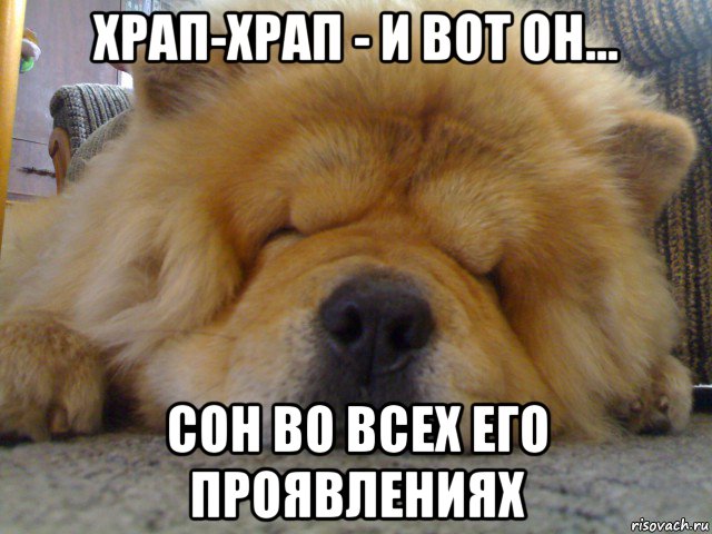 храп-храп - и вот он... сон во всех его проявлениях, Мем Спать охота