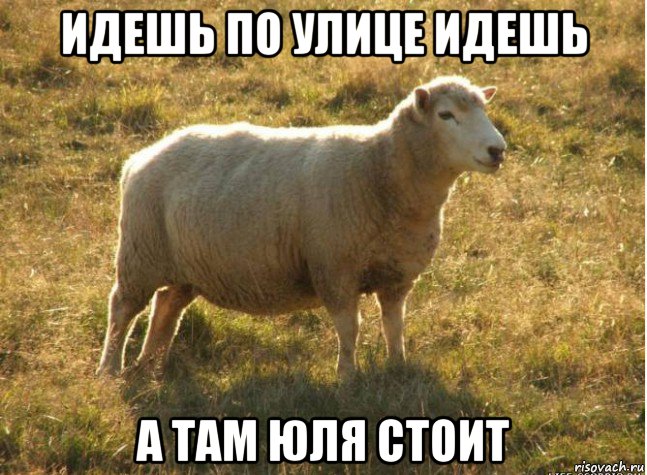 идешь по улице идешь а там юля стоит, Мем Типичная овца