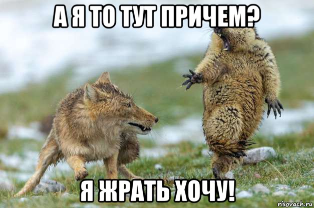 а я то тут причем? я жрать хочу!