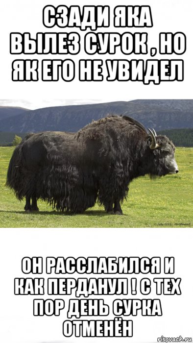 сзади яка вылез сурок , но як его не увидел он расслабился и как перданул ! с тех пор день сурка отменён, Мем Як