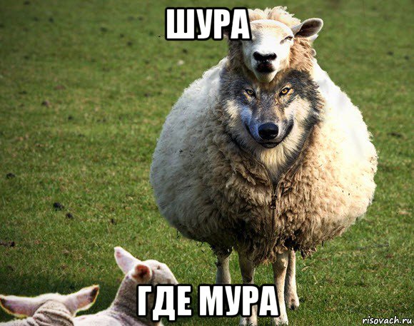 шура где мура, Мем Злая Овца