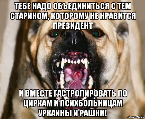 тебе надо объединиться с тем стариком, которому не нравится президент и вместе гастролировать по циркам и психбольницам уркаины и рашки!, Мем бешеная собака