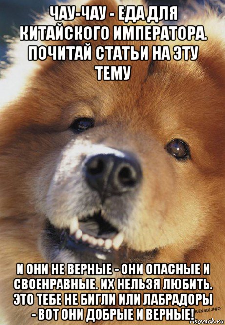 чау-чау - еда для китайского императора. почитай статьи на эту тему и они не верные - они опасные и своенравные. их нельзя любить. это тебе не бигли или лабрадоры - вот они добрые и верные!