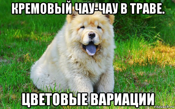 кремовый чау-чау в траве. цветовые вариации, Мем Чау-чау собака  в зеленой траве