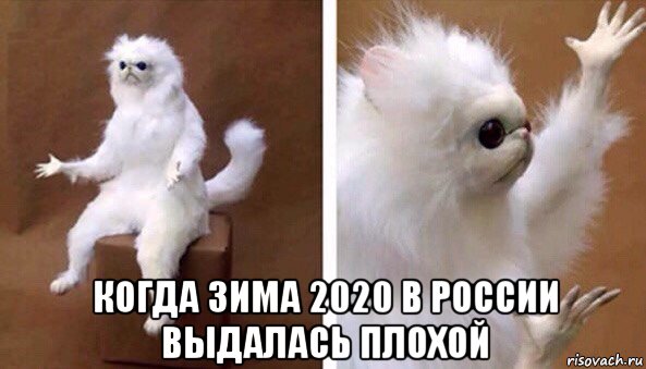  когда зима 2020 в россии выдалась плохой, Мем Чучело кота