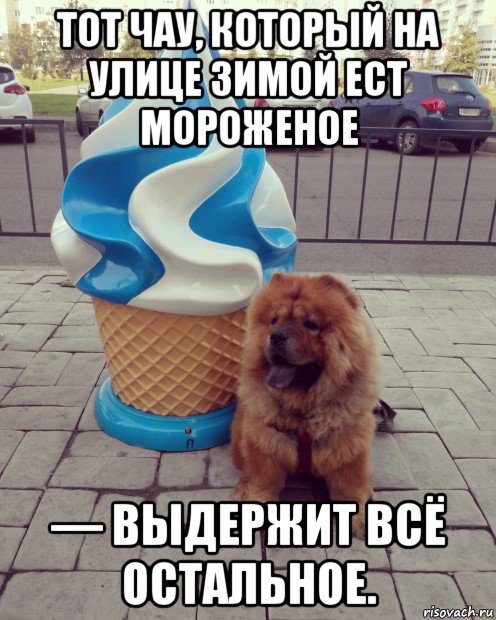 тот чау, который на улице зимой ест мороженое — выдержит всё остальное., Мем Если ты ешь мороженое то как-то не верится