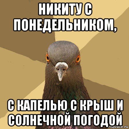 никиту с понедельником, с капелью с крыш и солнечной погодой, Мем голубь