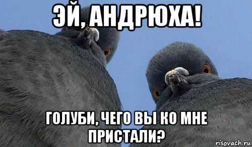 эй, андрюха! голуби, чего вы ко мне пристали?