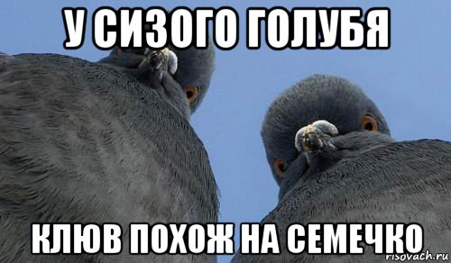 у сизого голубя клюв похож на семечко