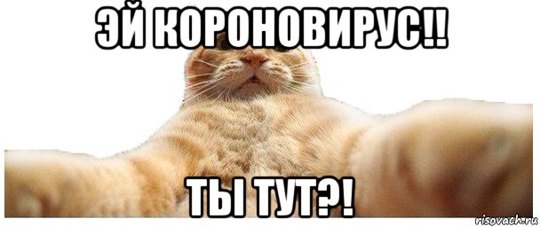 эй короновирус!! ты тут?!, Мем   Кэтсвилл