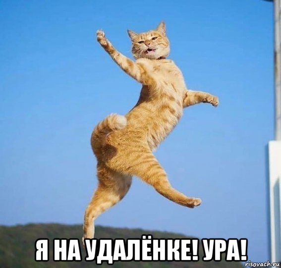  я на удалёнке! ура!, Мем Кот летит