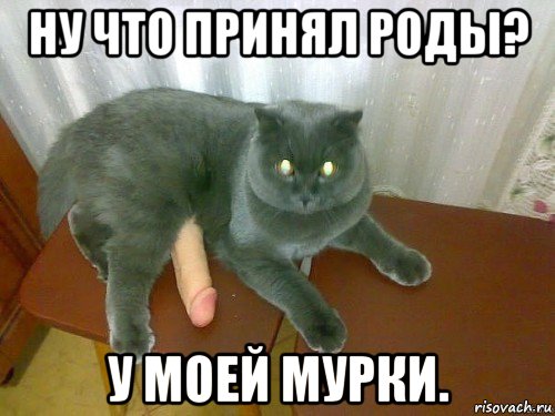 ну что принял роды? у моей мурки.