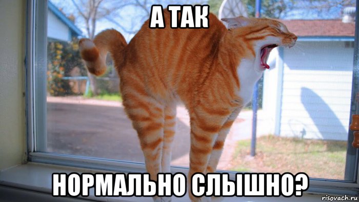 а так нормально слышно?, Мем Кот орёт