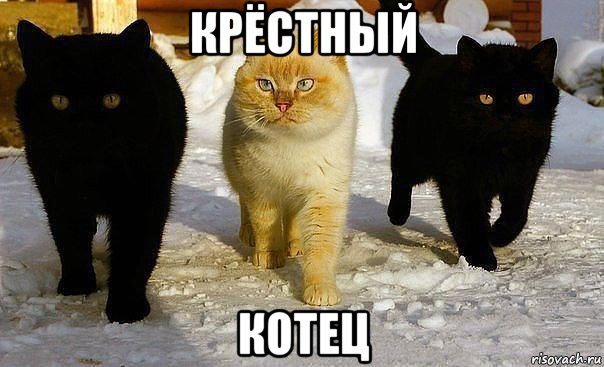 крёстный котец, Мем Кот с охраной