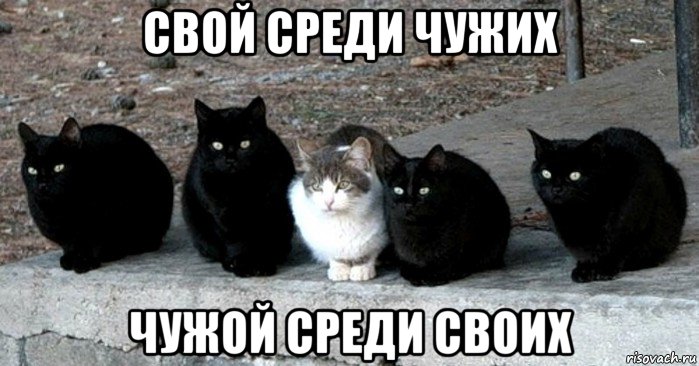 свой среди чужих чужой среди своих, Мем Коты