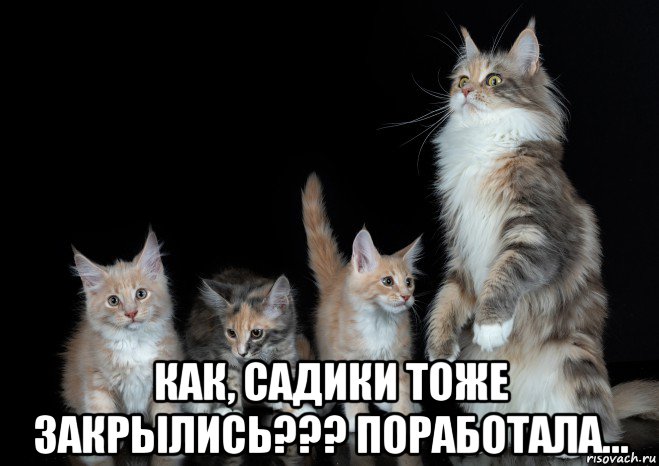  как, садики тоже закрылись??? поработала..., Мем Коты