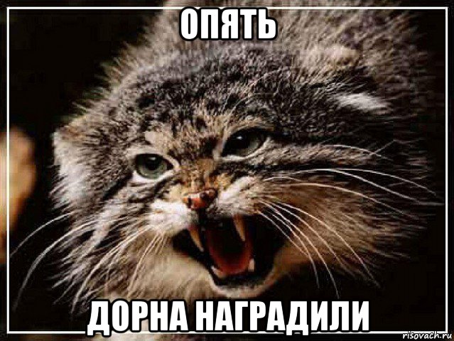 опять дорна наградили