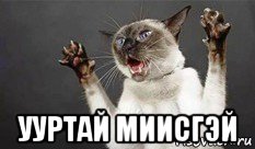  ууртай миисгэй