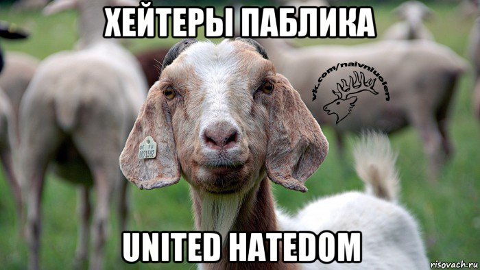 хейтеры паблика united hatedom, Мем  Наивная овца