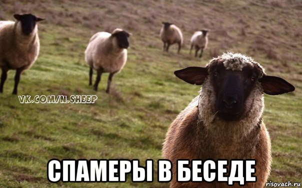  спамеры в беседе, Мем  Наивная Овца