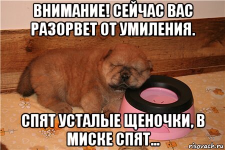внимание! сейчас вас разорвет от умиления. спят усталые щеночки, в миске спят..., Мем Не съем так понадкусываю