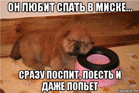 он любит спать в миске... сразу поспит, поесть и даже попьет, Мем Не съем так понадкусываю