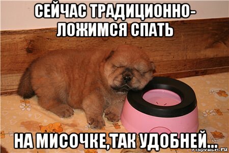 сейчас традиционно- ложимся спать на мисочке,так удобней..., Мем Не съем так понадкусываю