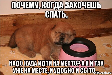 почему, когда захочешь спать, надо куда идти на место? а я и так уже на месте, и удобно и сыто..., Мем Не съем так понадкусываю