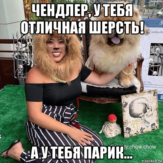 чендлер, у тебя отличная шерсть! а у тебя парик..., Мем Не трогайте мой парик