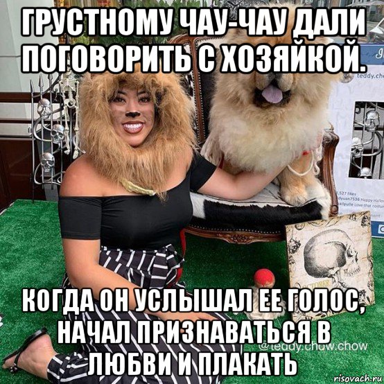грустному чау-чау дали поговорить с хозяйкой. когда он услышал ее голос, начал признаваться в любви и плакать, Мем Не трогайте мой парик