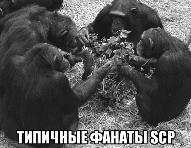  типичные фанаты scp