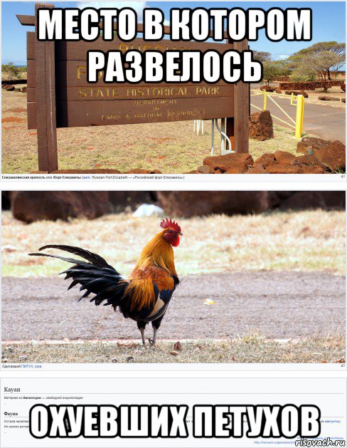 место в котором развелось охуевших петухов, Мем Одичавший опущенный петух - Совпадение не думаю
