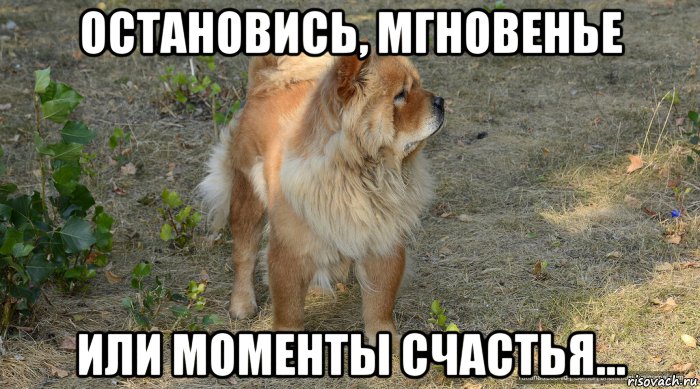 остановись, мгновенье или моменты счастья..., Мем Остановись мгновенье