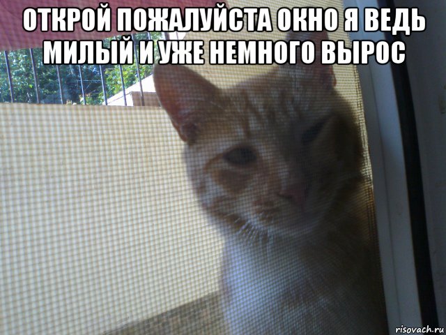 открой пожалуйста окно я ведь милый и уже немного вырос , Мем Открой пожалуйста окно я ведь милый и уже немного вырос