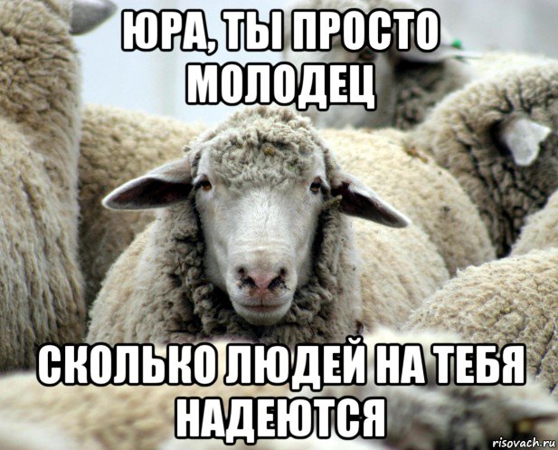 юра, ты просто молодец сколько людей на тебя надеются, Мем овечка