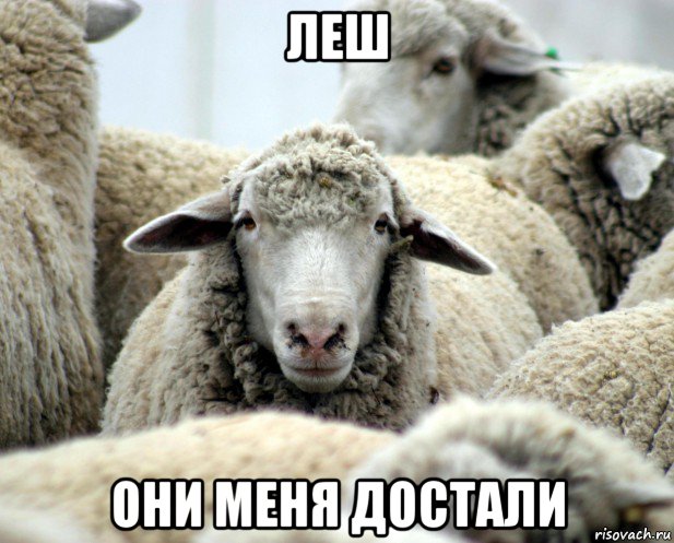 леш они меня достали, Мем овечка