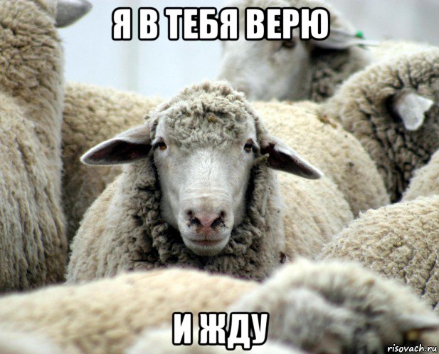 я в тебя верю и жду, Мем овечка