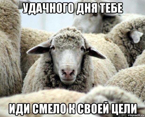 удачного дня тебе иди смело к своей цели, Мем овечка