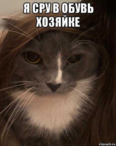 я сру в обувь хозяйке , Мем Пашуля