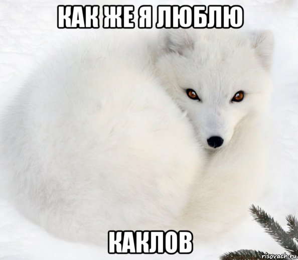 как же я люблю каклов, Мем Песец