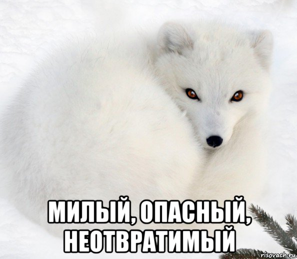  милый, опасный, неотвратимый, Мем Песец