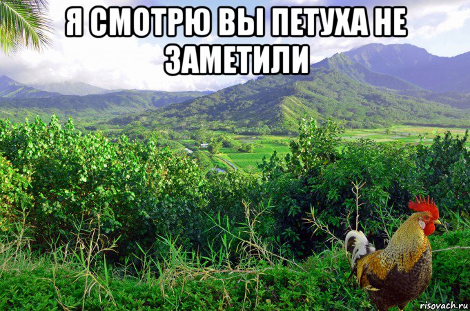 я смотрю вы петуха не заметили , Мем Петух одичавший Кауаи - Feral Rooster Kauai