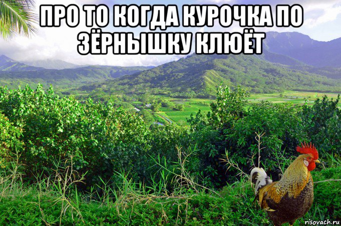 про то когда курочка по зёрнышку клюёт , Мем Петух одичавший Кауаи - Feral Rooster Kauai