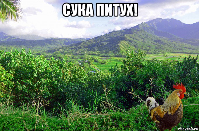 сука питух! , Мем Петух одичавший Кауаи - Feral Rooster Kauai