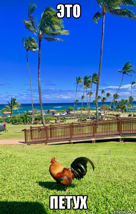 это петух, Мем Петух одичавший Кауаи - Feral Rooster Kauai