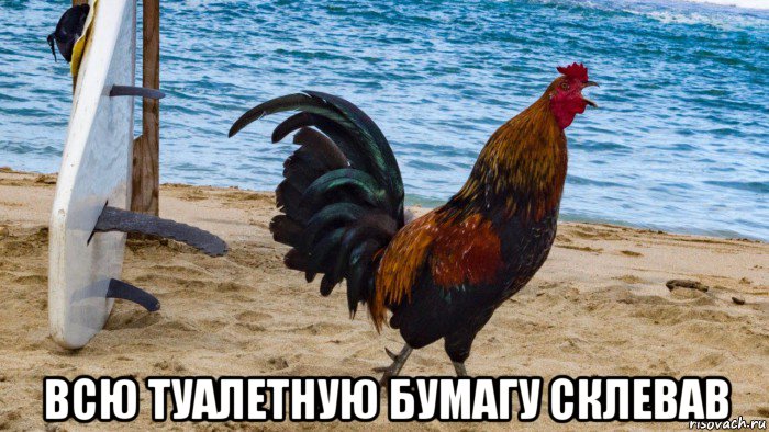  всю туалетную бумагу склевав, Мем Петух одичавший Кауаи - Feral Rooster Kauai