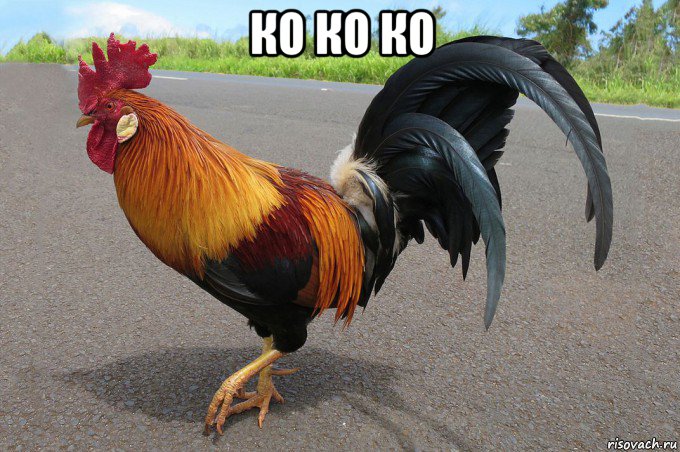 ко ко ко , Мем Петух одичавший Кауаи - Feral Rooster Kauai