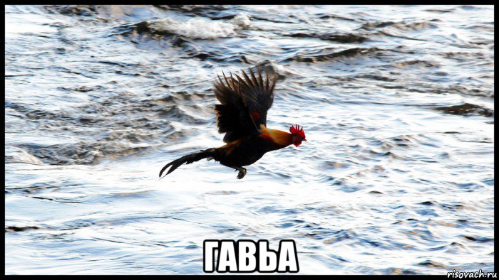  гавьа
