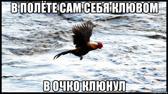 в полёте сам себя клювом в очко клюнул